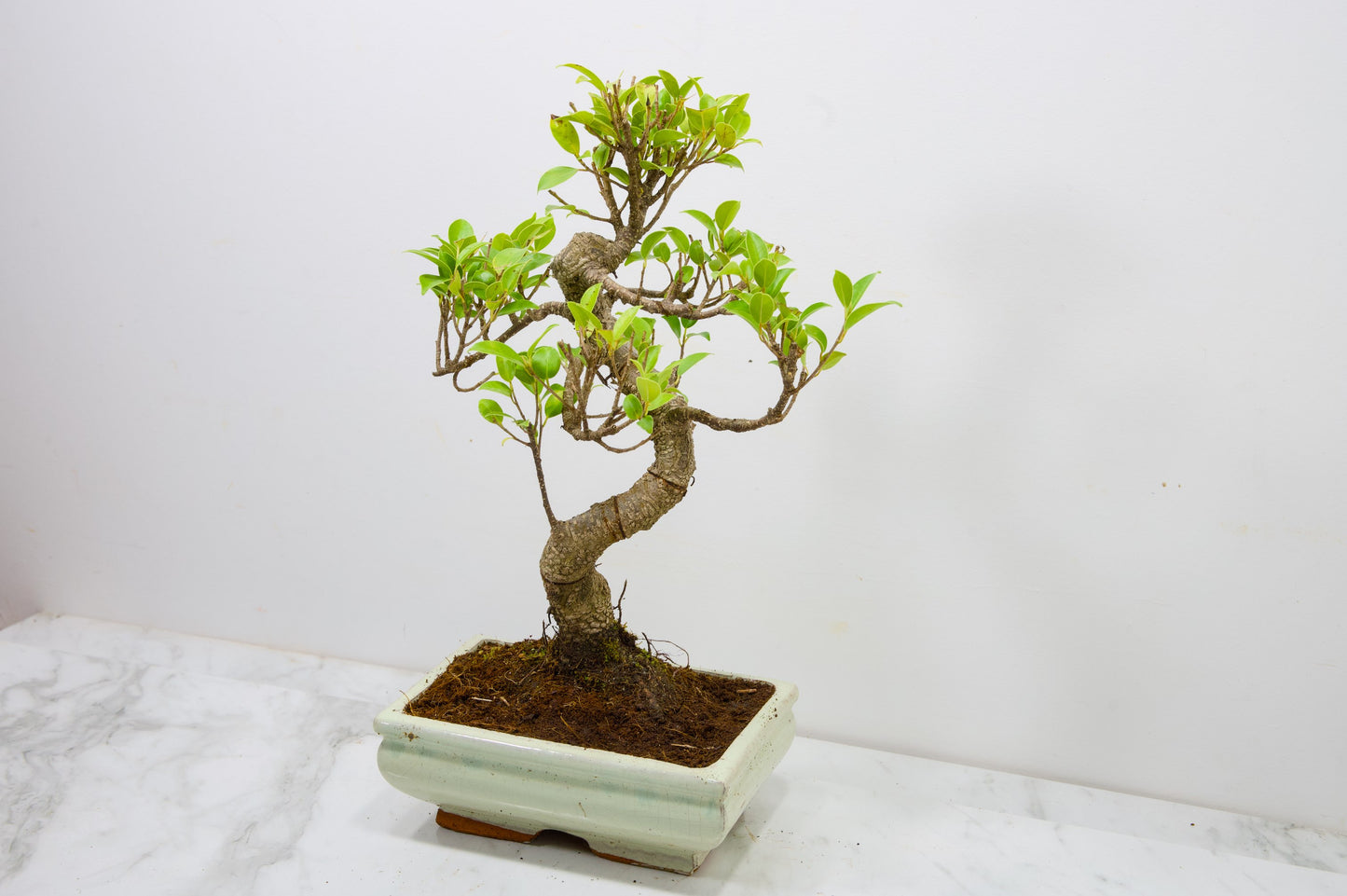 Banyan Fig Bonsai  S Trunk - 18cm Cream Ceramic Pot + Care Kit