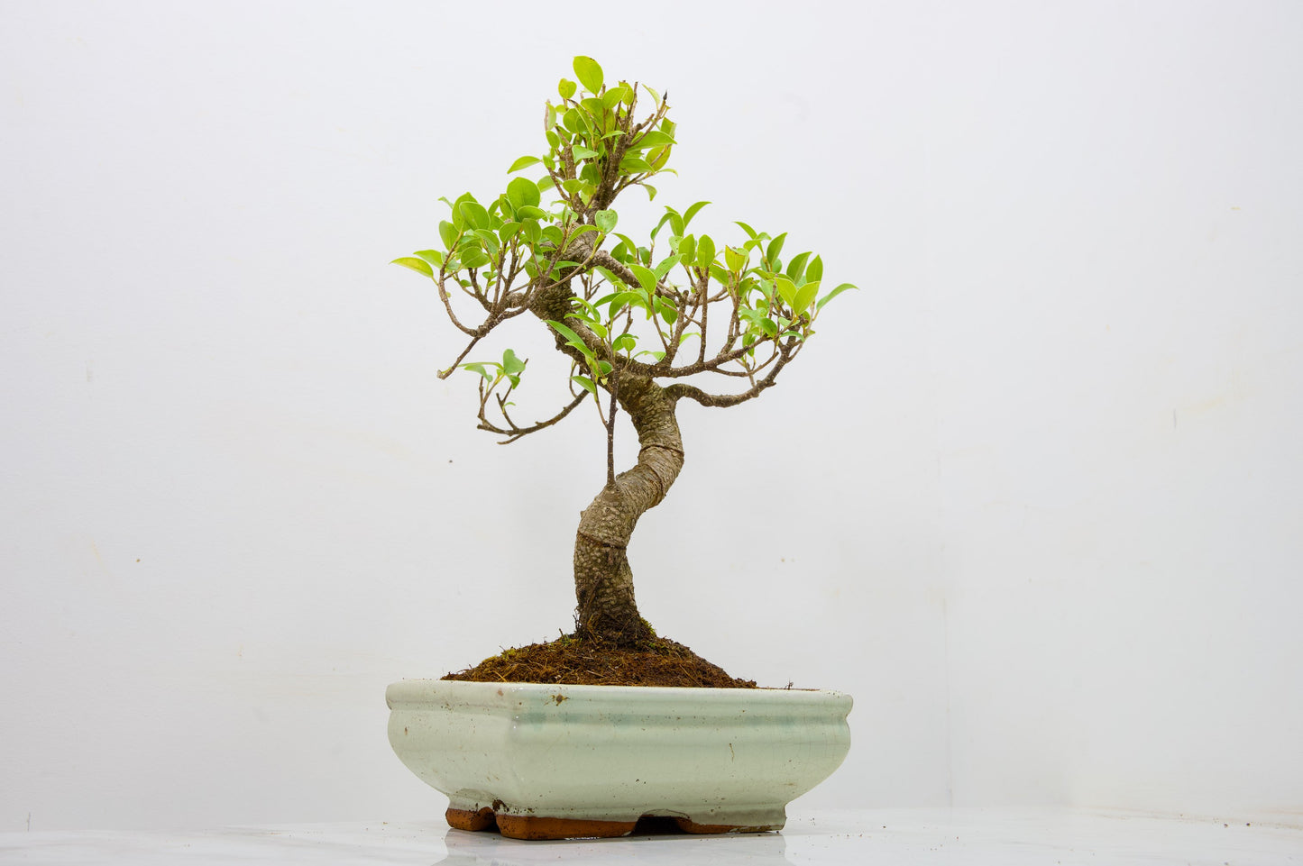 Banyan Fig Bonsai  S Trunk - 18cm Cream Ceramic Pot + Care Kit
