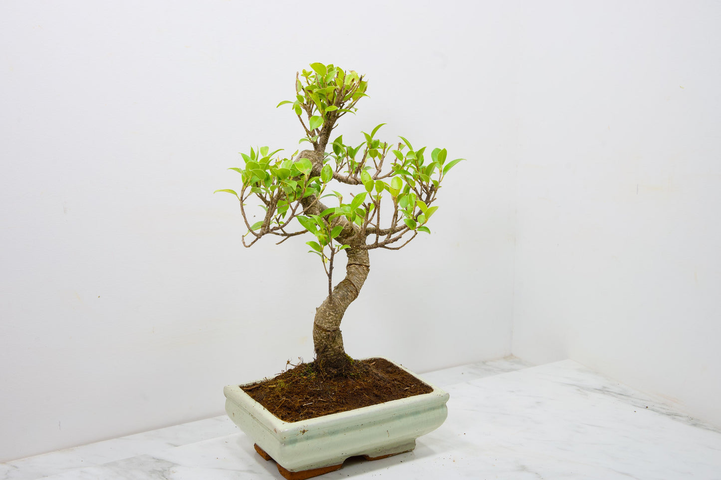 Banyan Fig Bonsai  S Trunk - 18cm Cream Ceramic Pot + Care Kit