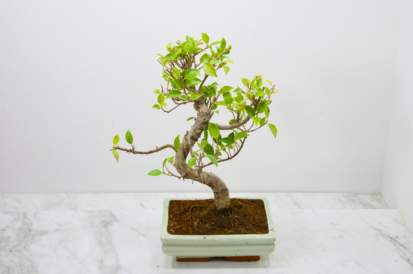 Banyan Fig Bonsai  S Trunk - 18cm Cream Ceramic Pot + Care Kit