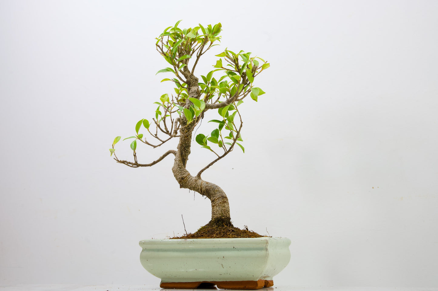 Banyan Fig Bonsai  S Trunk - 18cm Cream Ceramic Pot + Care Kit