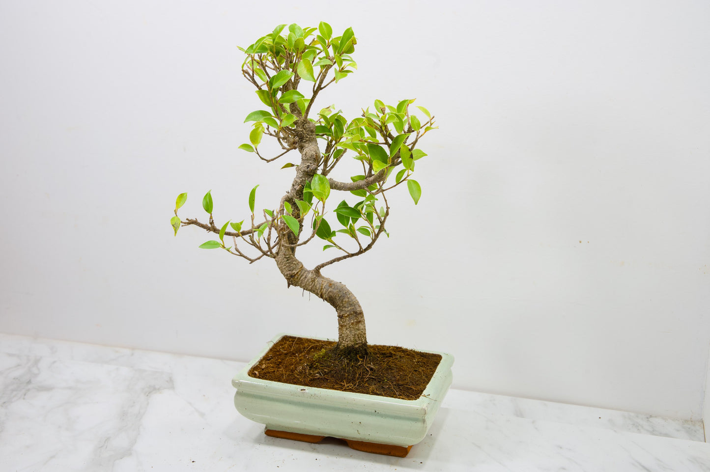Banyan Fig Bonsai  S Trunk - 18cm Cream Ceramic Pot + Care Kit