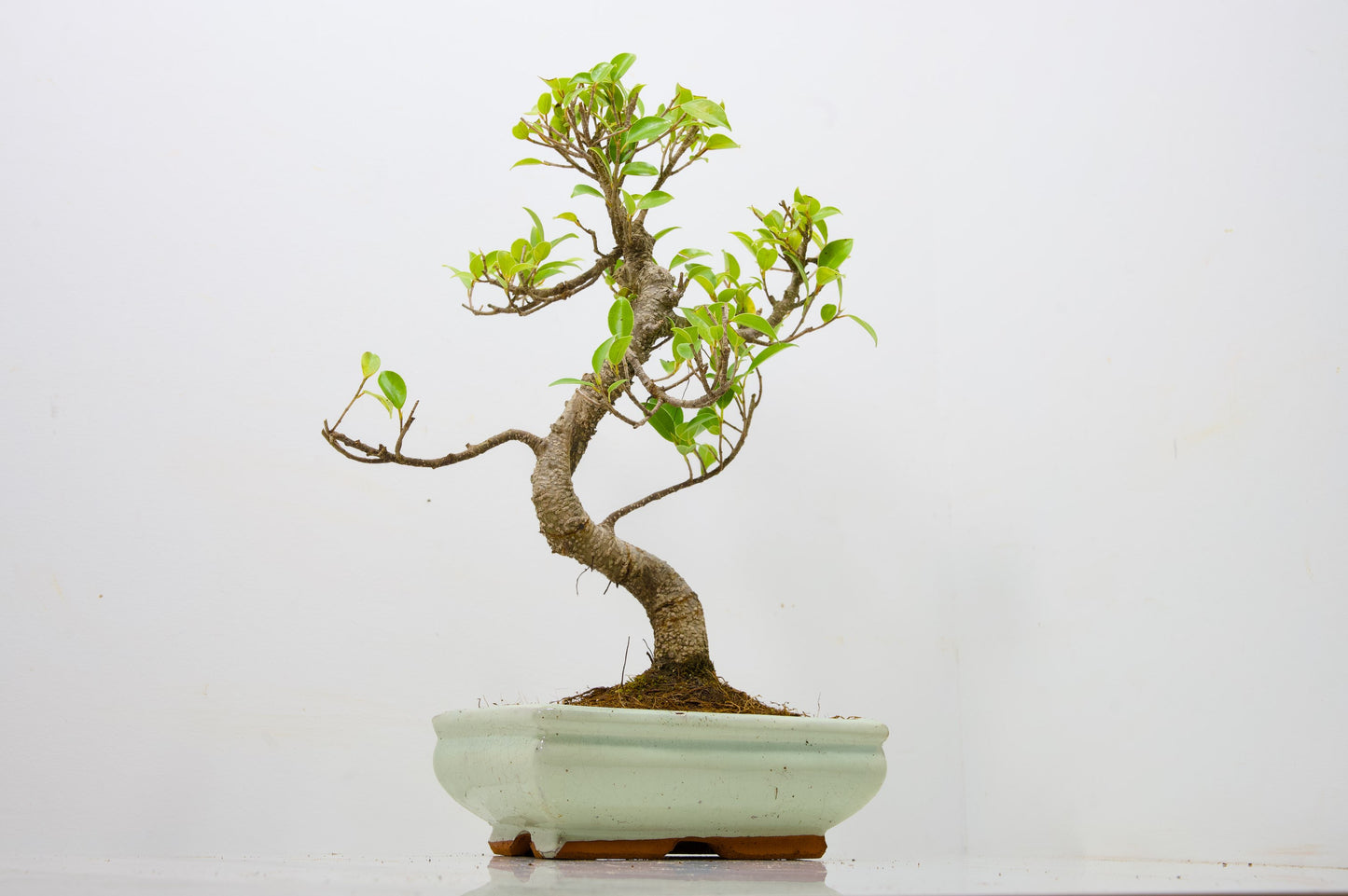 Banyan Fig Bonsai  S Trunk - 18cm Cream Ceramic Pot + Care Kit