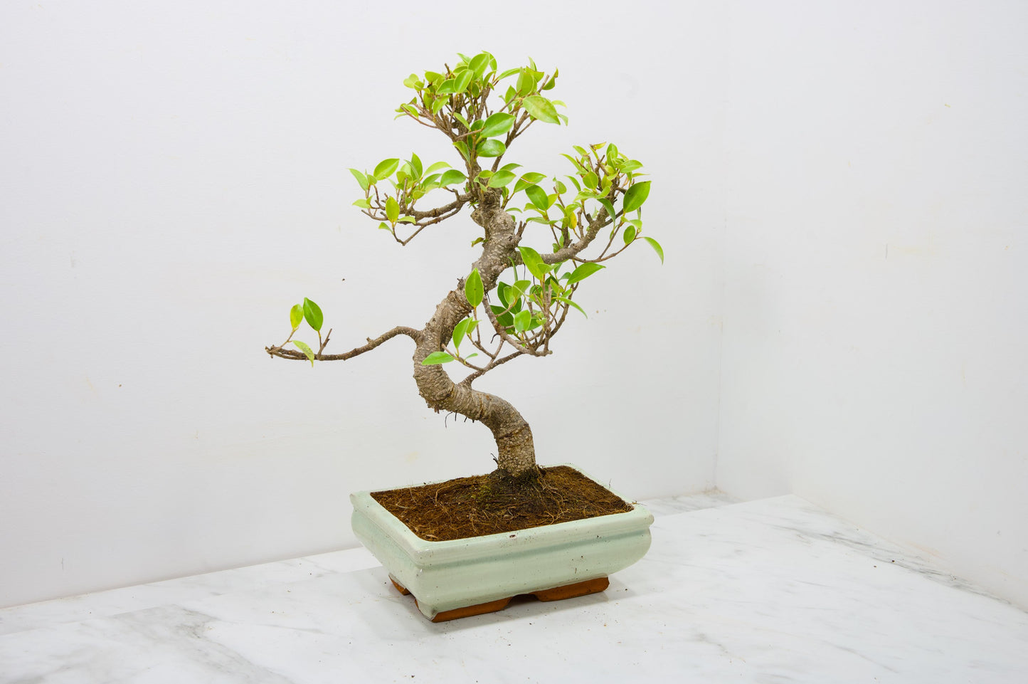 Banyan Fig Bonsai  S Trunk - 18cm Cream Ceramic Pot + Care Kit
