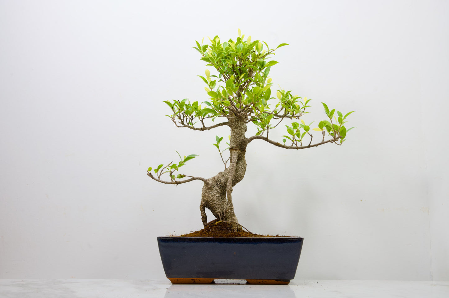 Banyan Fig Bonsai -25cm Blue Pot  + Care Kit