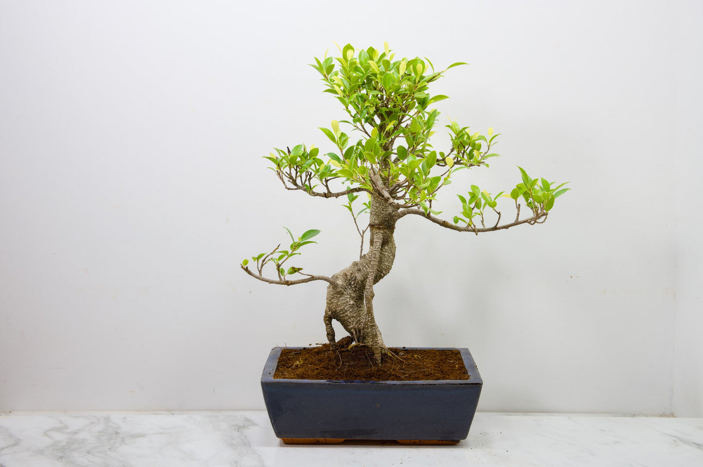 Banyan Fig Bonsai -25cm Blue Pot  + Care Kit
