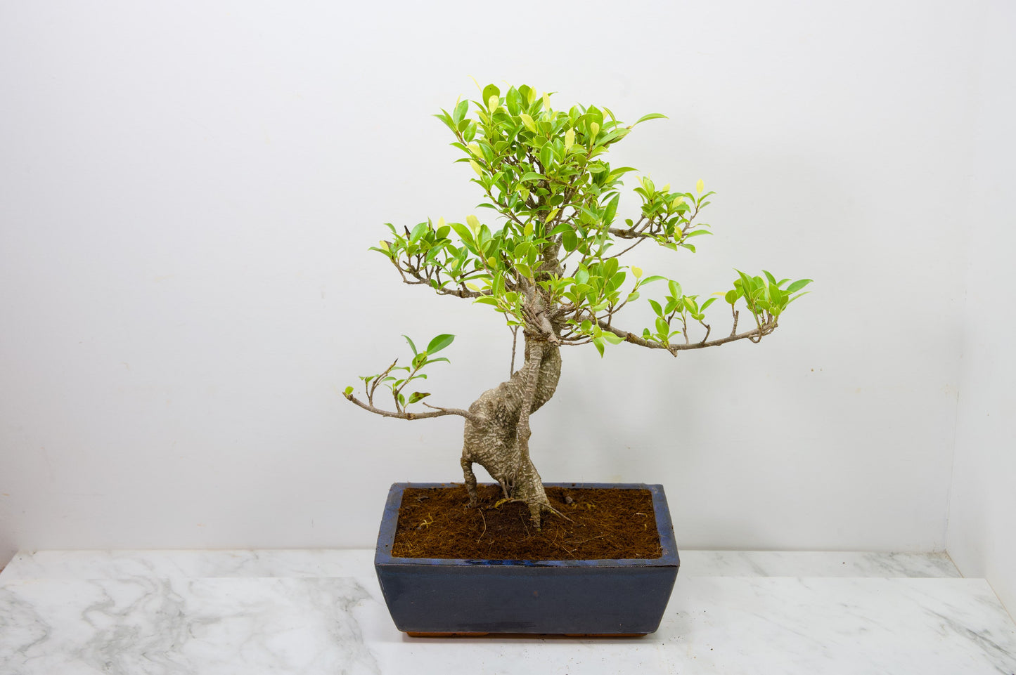 Banyan Fig Bonsai -25cm Blue Pot  + Care Kit