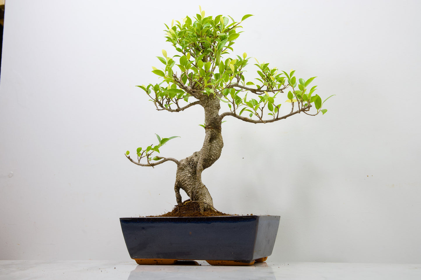 Banyan Fig Bonsai -25cm Blue Pot  + Care Kit