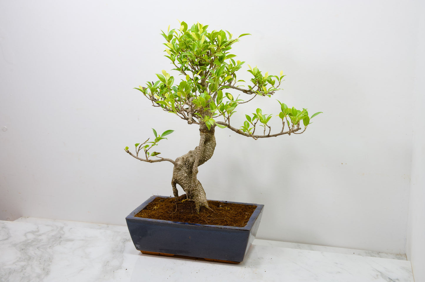 Banyan Fig Bonsai -25cm Blue Pot  + Care Kit