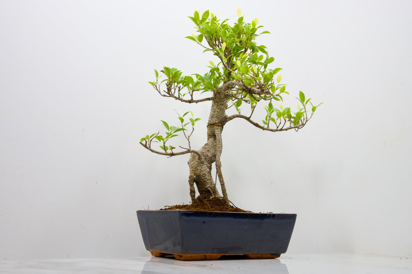 Banyan Fig Bonsai -25cm Blue Pot  + Care Kit