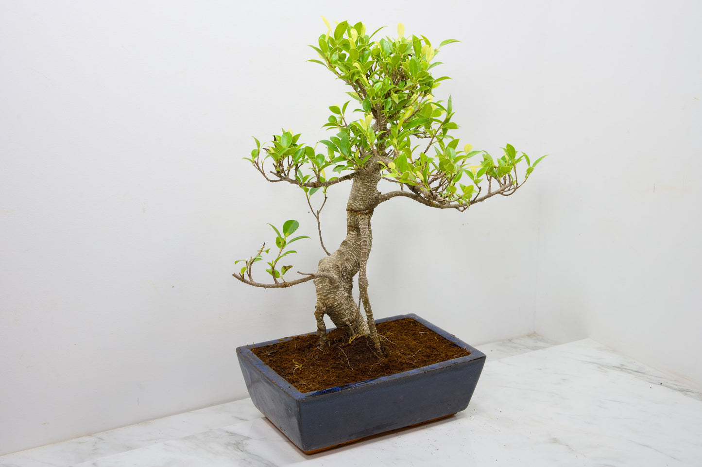 Banyan Fig Bonsai -25cm Blue Pot  + Care Kit