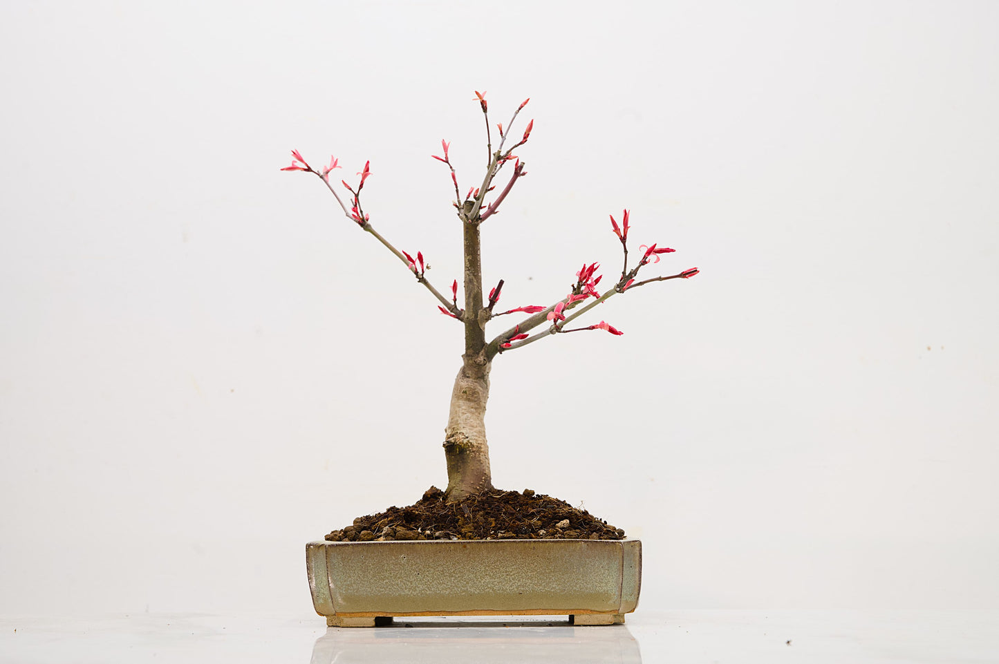 Deshojo Japanese Maple Bonsai + Care Kit
