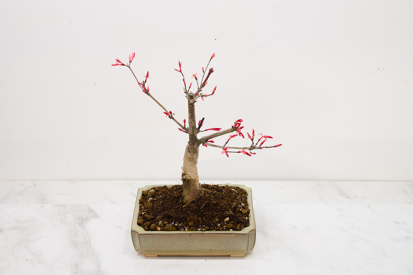 Deshojo Japanese Maple Bonsai + Care Kit