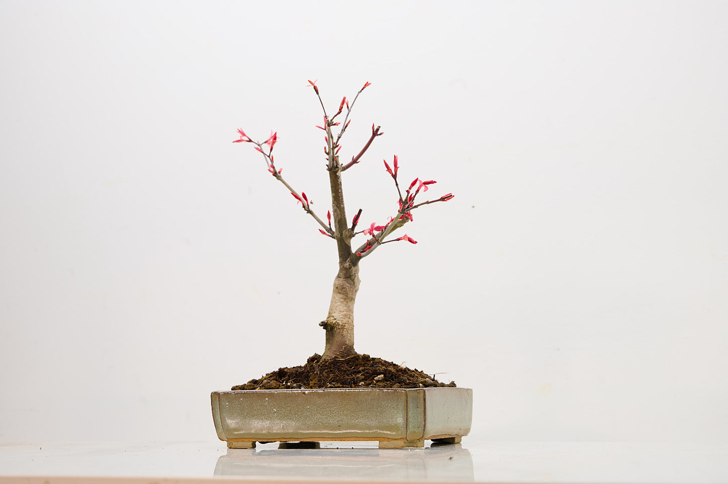 Deshojo Japanese Maple Bonsai + Care Kit