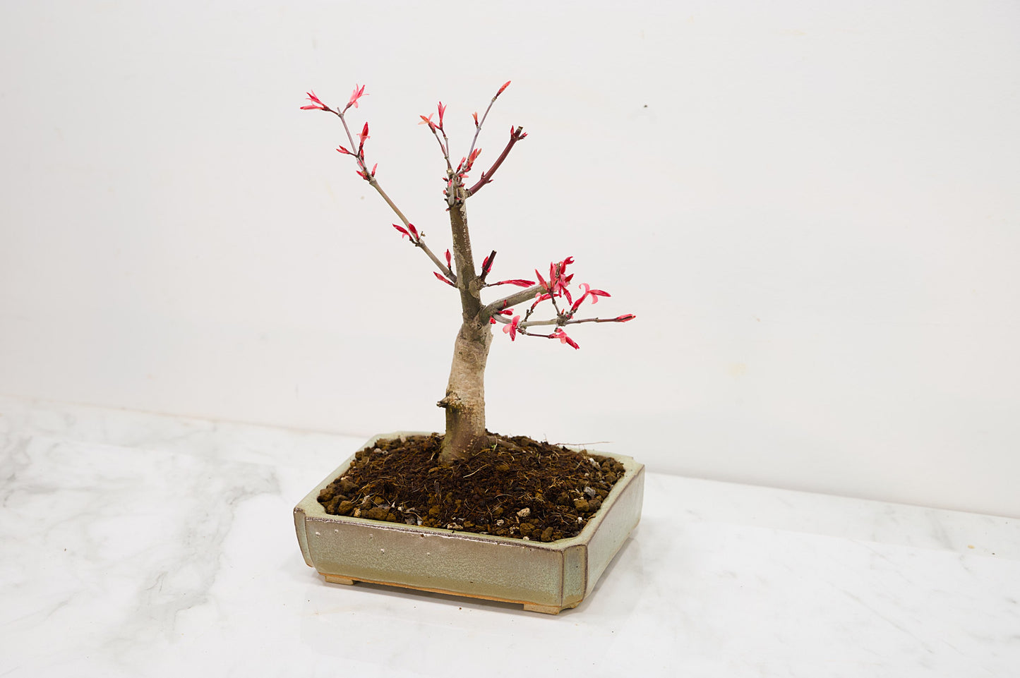 Deshojo Japanese Maple Bonsai + Care Kit