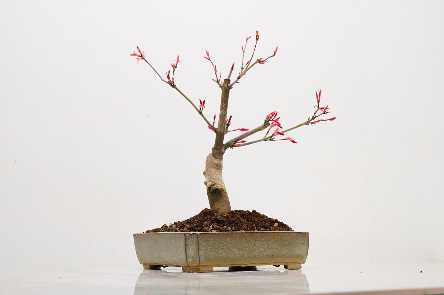 Deshojo Japanese Maple Bonsai + Care Kit