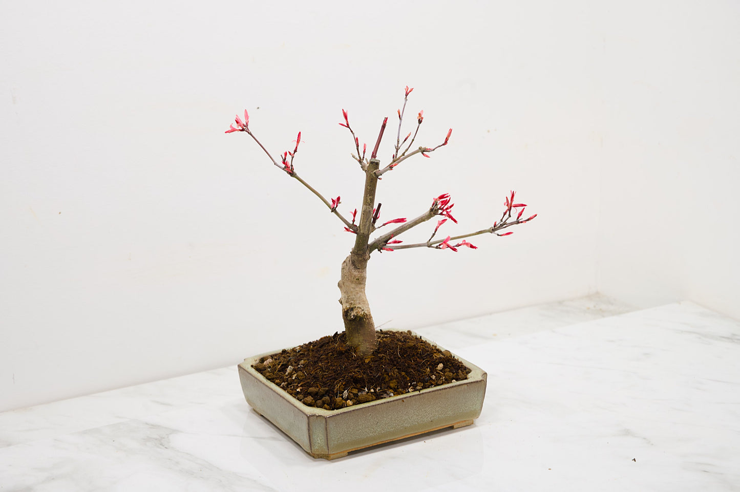 Deshojo Japanese Maple Bonsai + Care Kit