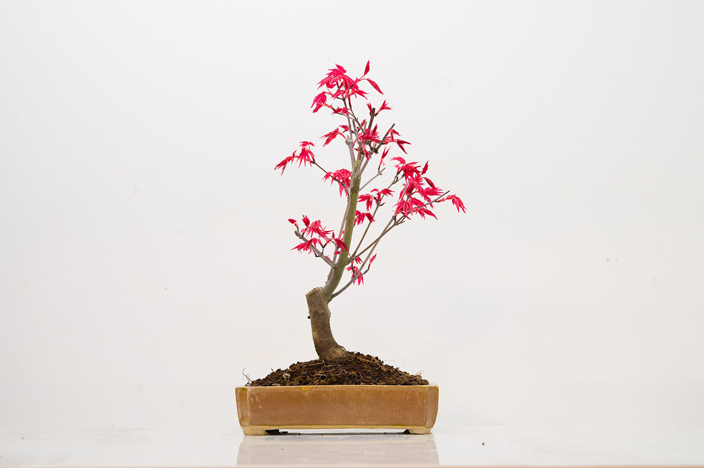 Deshojo Japanese Maple Bonsai + Care Kit