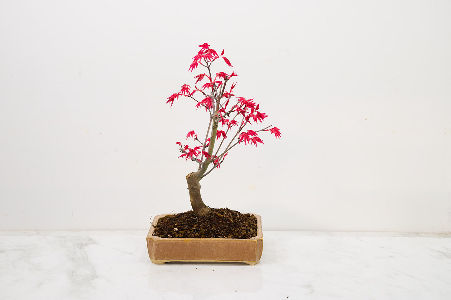Deshojo Japanese Maple Bonsai + Care Kit