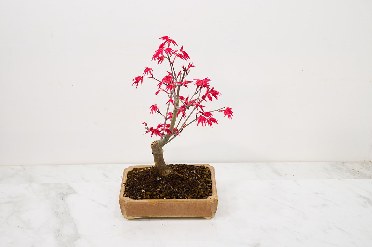 Deshojo Japanese Maple Bonsai + Care Kit