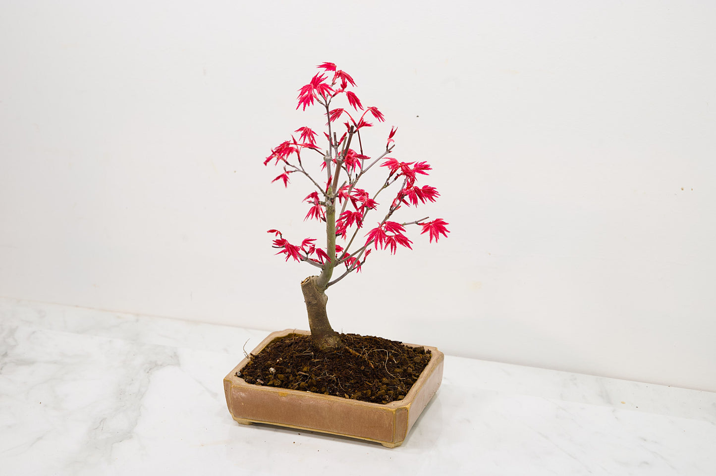 Deshojo Japanese Maple Bonsai + Care Kit