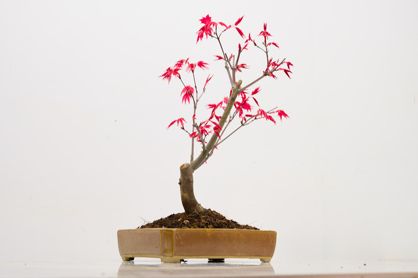 Deshojo Japanese Maple Bonsai + Care Kit