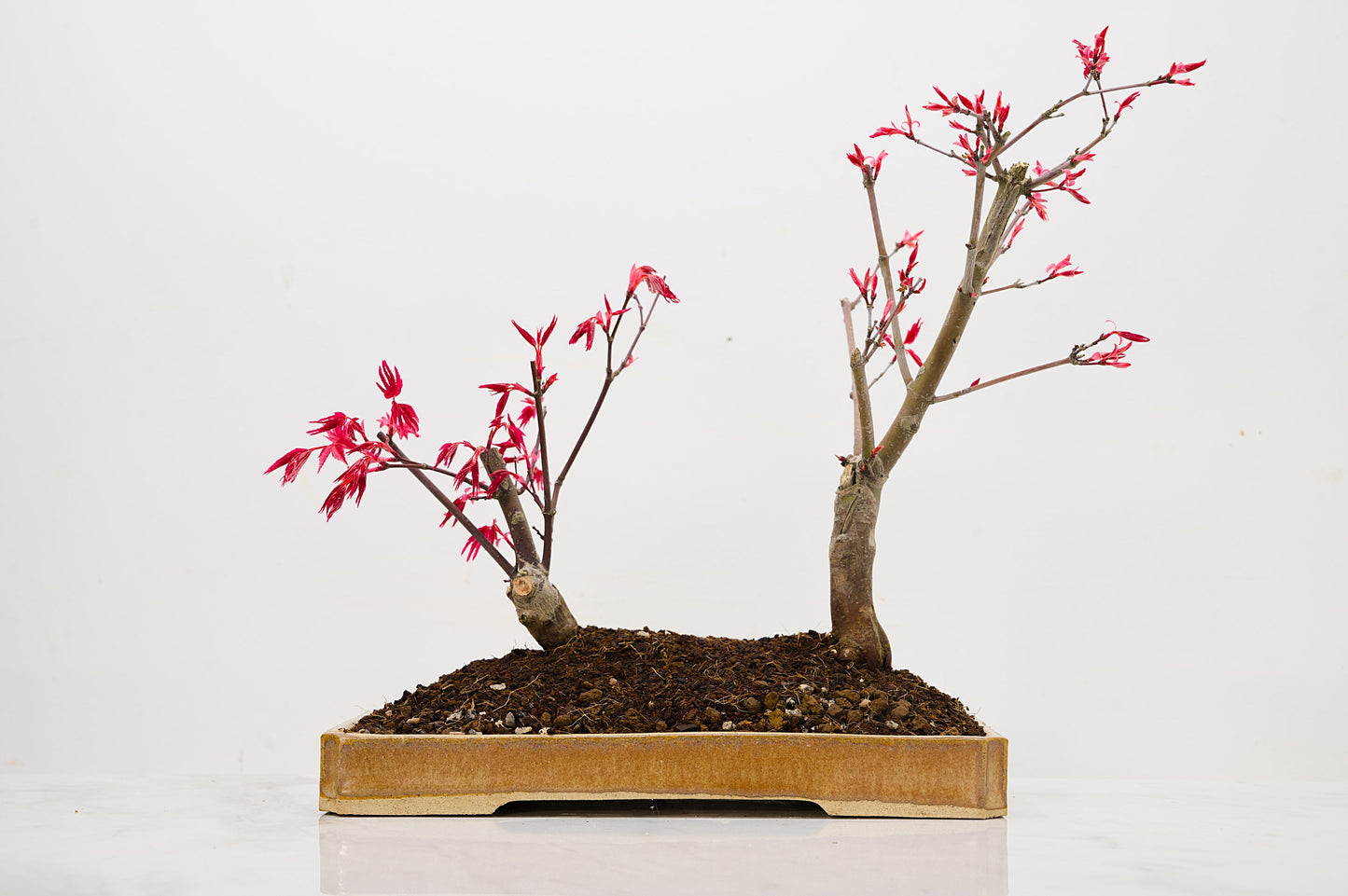 Deshojo Japanese Maple Bonsai+ Care Kit