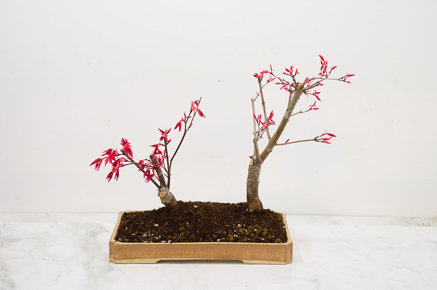 Deshojo Japanese Maple Bonsai+ Care Kit