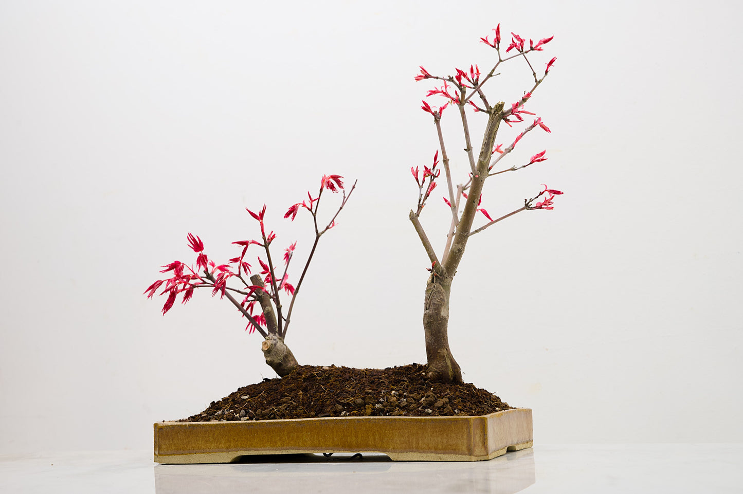 Deshojo Japanese Maple Bonsai+ Care Kit
