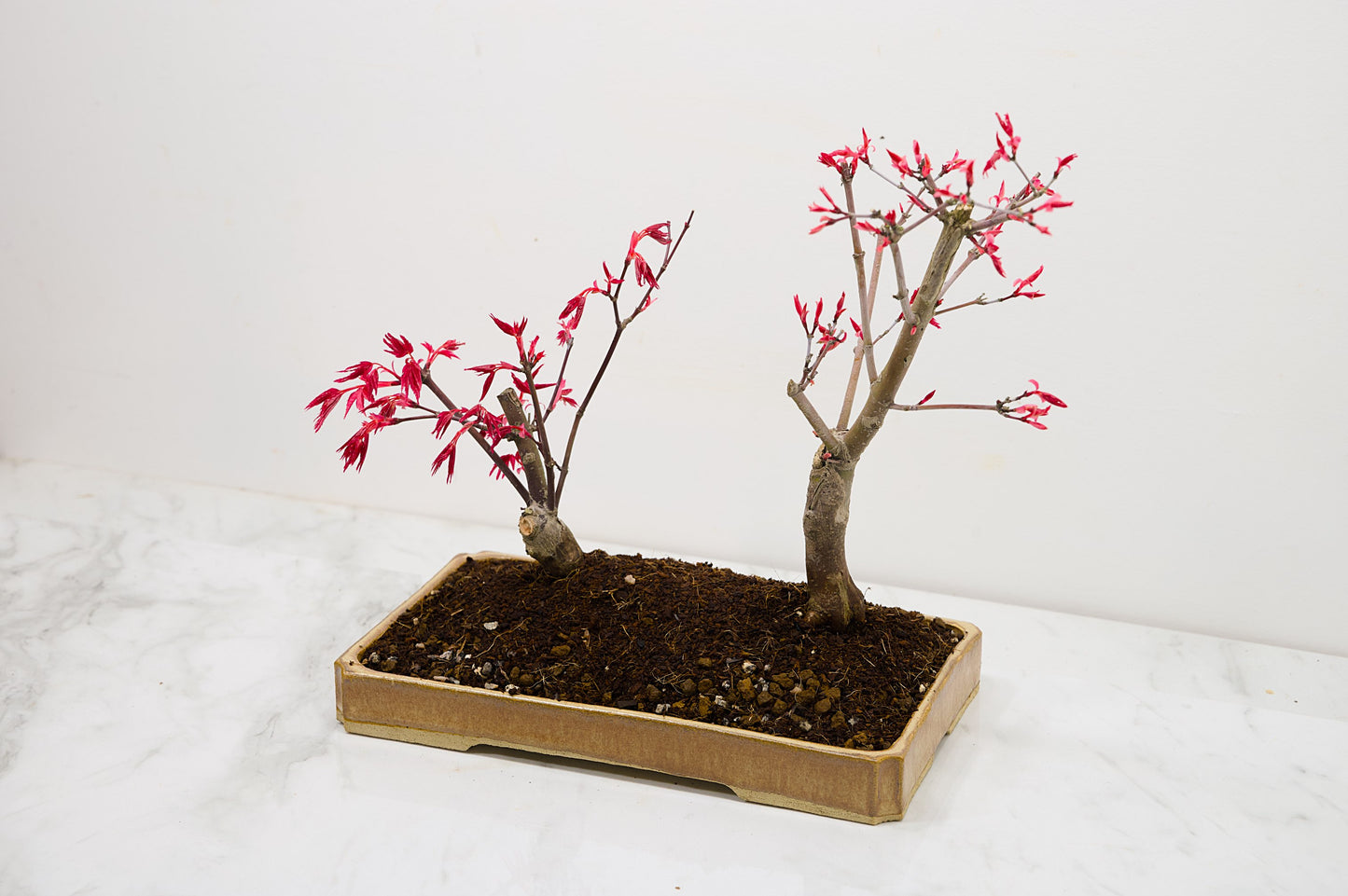 Deshojo Japanese Maple Bonsai+ Care Kit