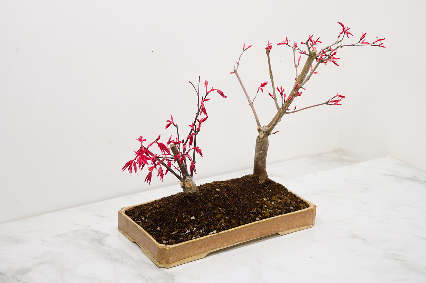 Deshojo Japanese Maple Bonsai+ Care Kit