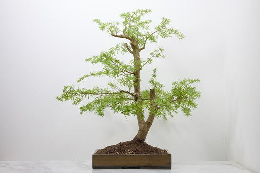 Eastern Hemlock - Tsuga   Bonsai