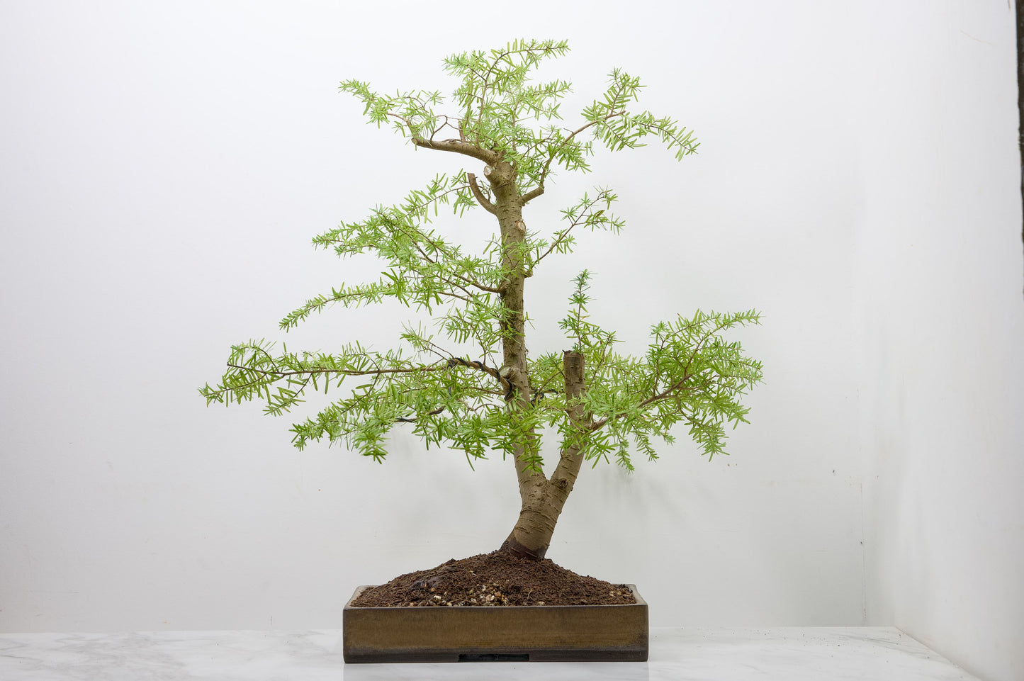 Eastern Hemlock - Tsuga   Bonsai