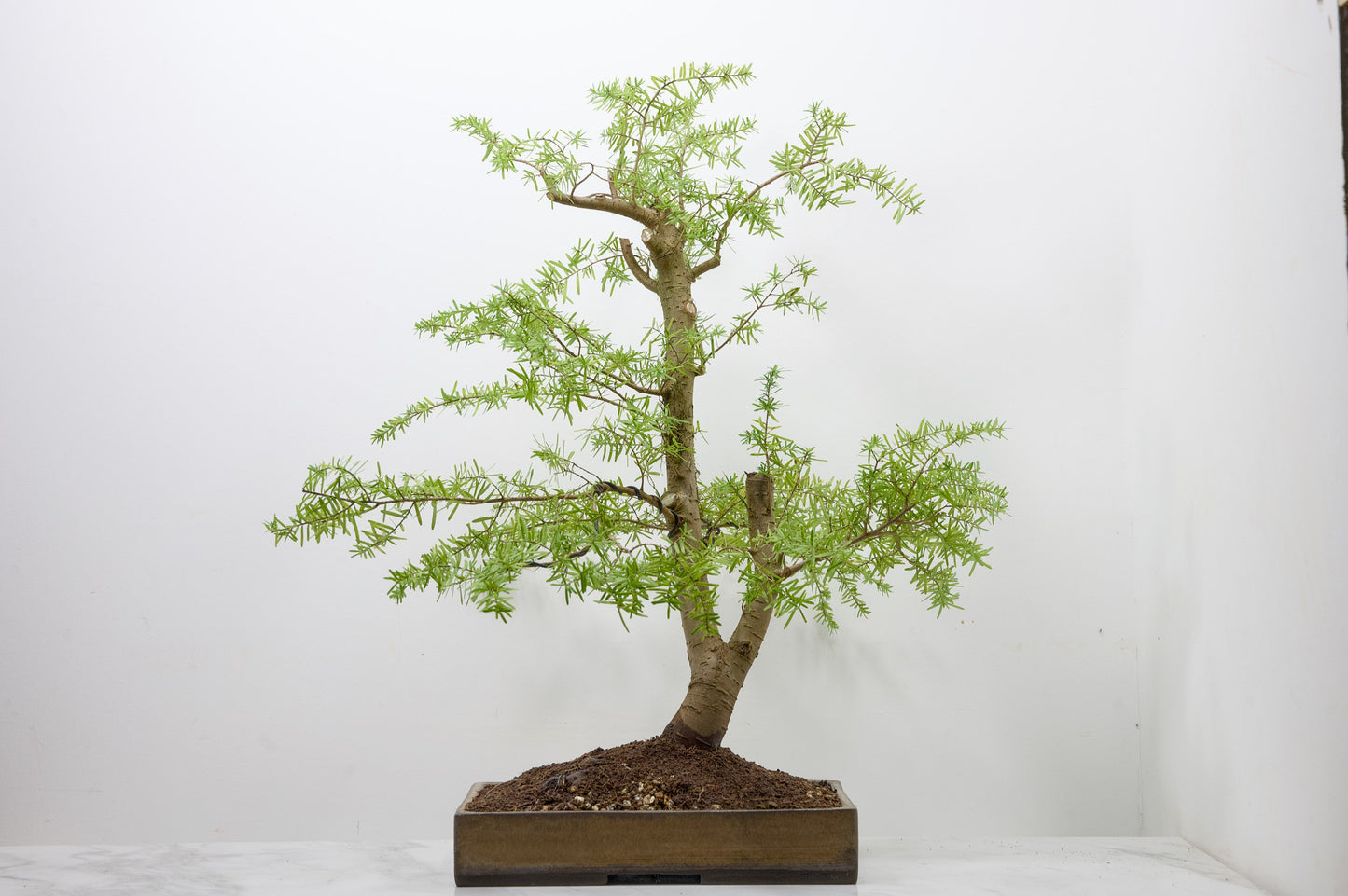 Eastern Hemlock - Tsuga   Bonsai