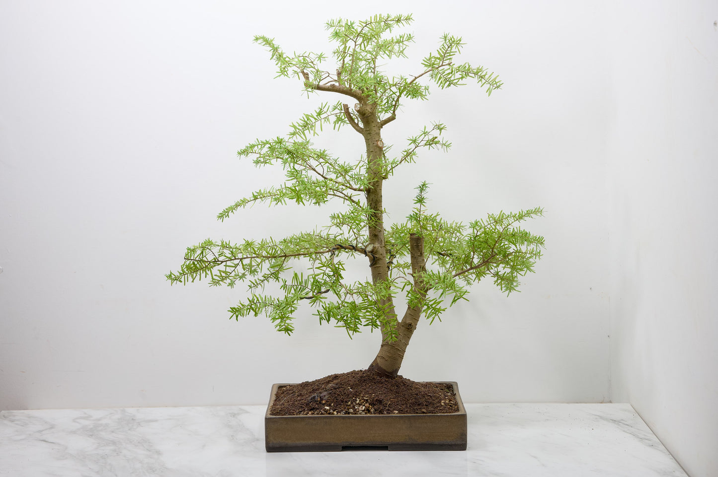 Eastern Hemlock - Tsuga   Bonsai