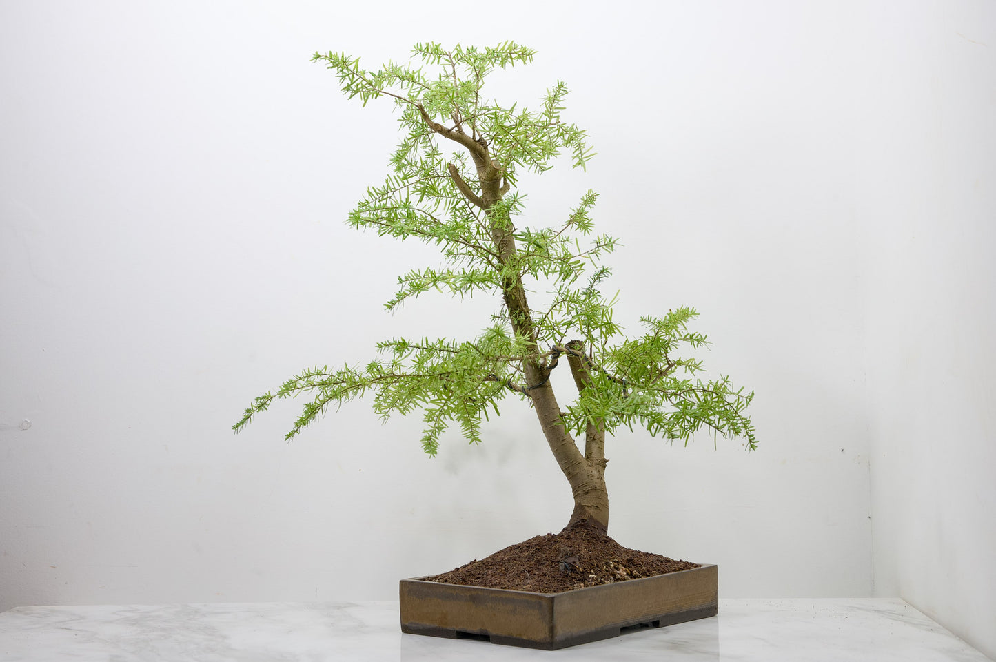 Eastern Hemlock - Tsuga   Bonsai