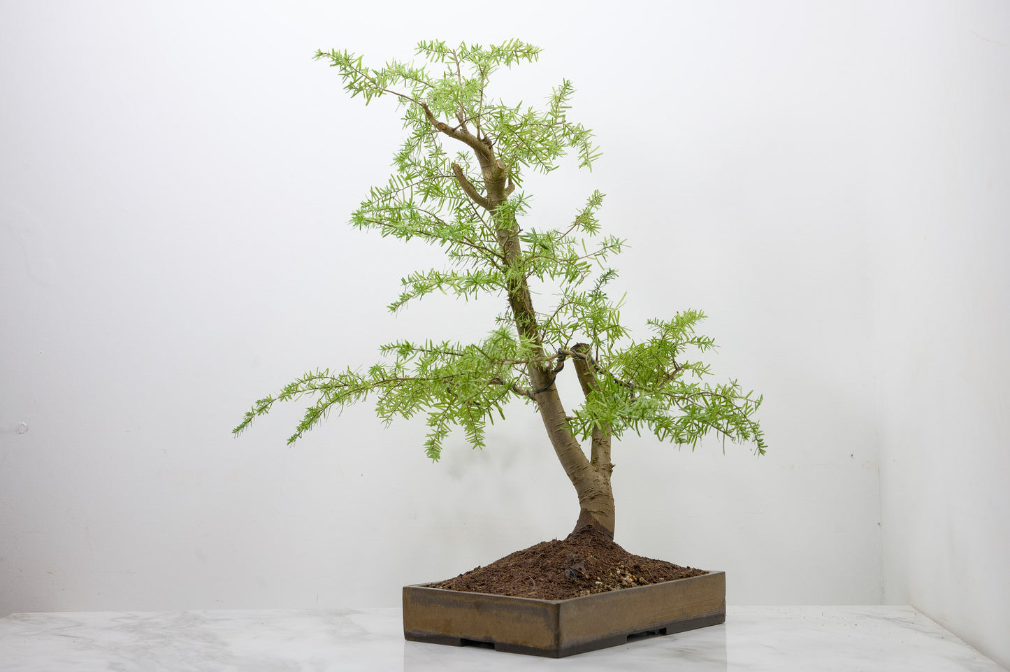 Eastern Hemlock - Tsuga   Bonsai