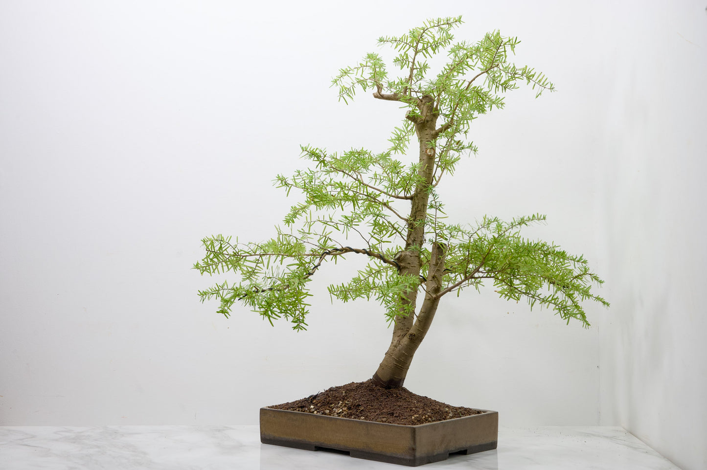 Eastern Hemlock - Tsuga   Bonsai
