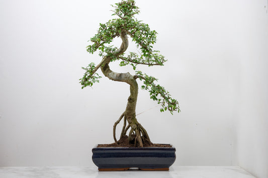 Chinese Elm Bonsai and Care Kit in 30cm Navy Blue Ceramic Pot