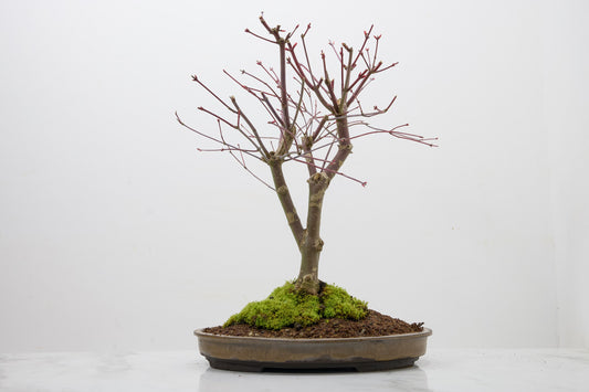 Deshojo Japanese Maple Bonsai+ Care Kit