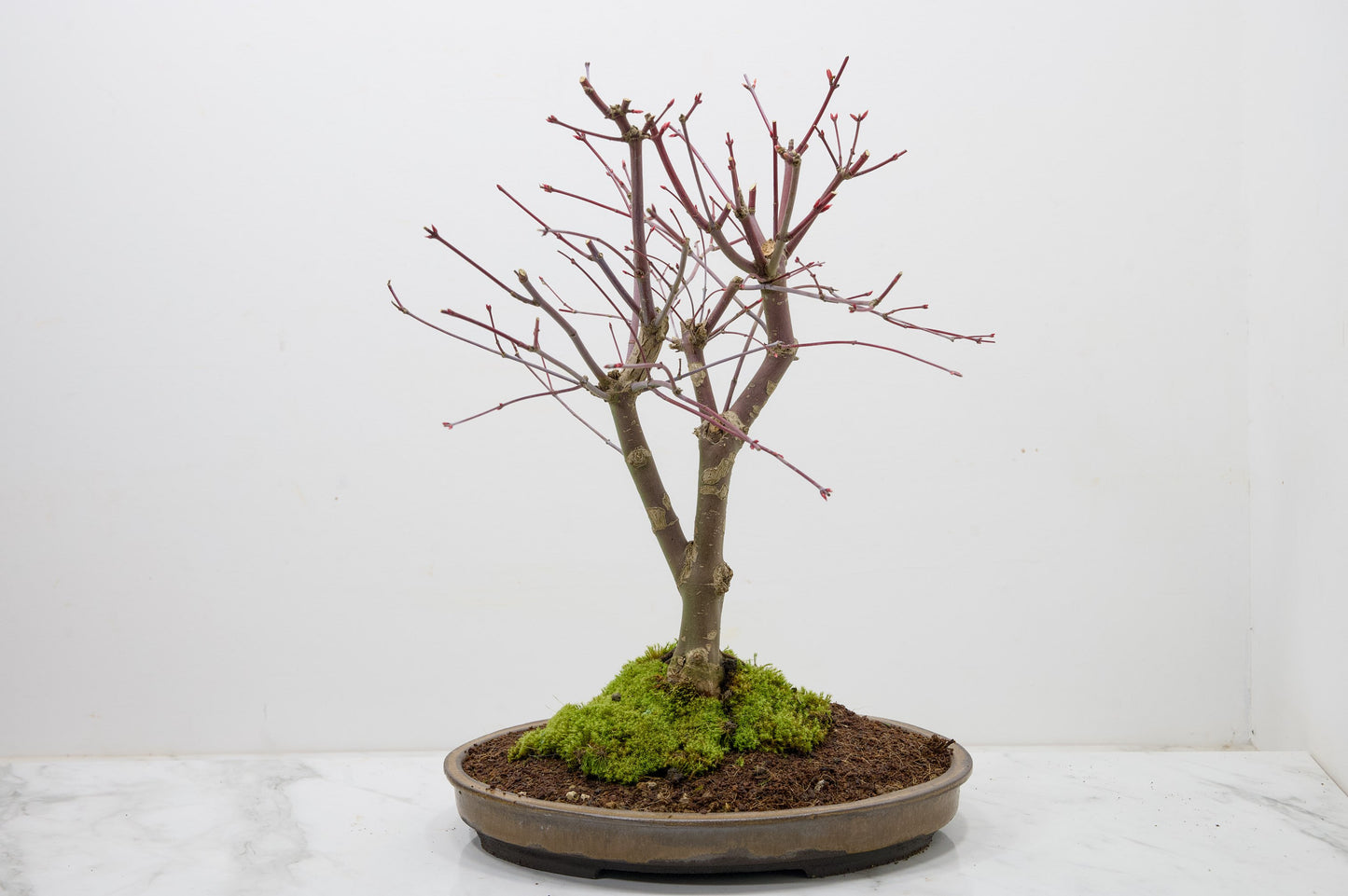 Deshojo Japanese Maple Bonsai+ Care Kit