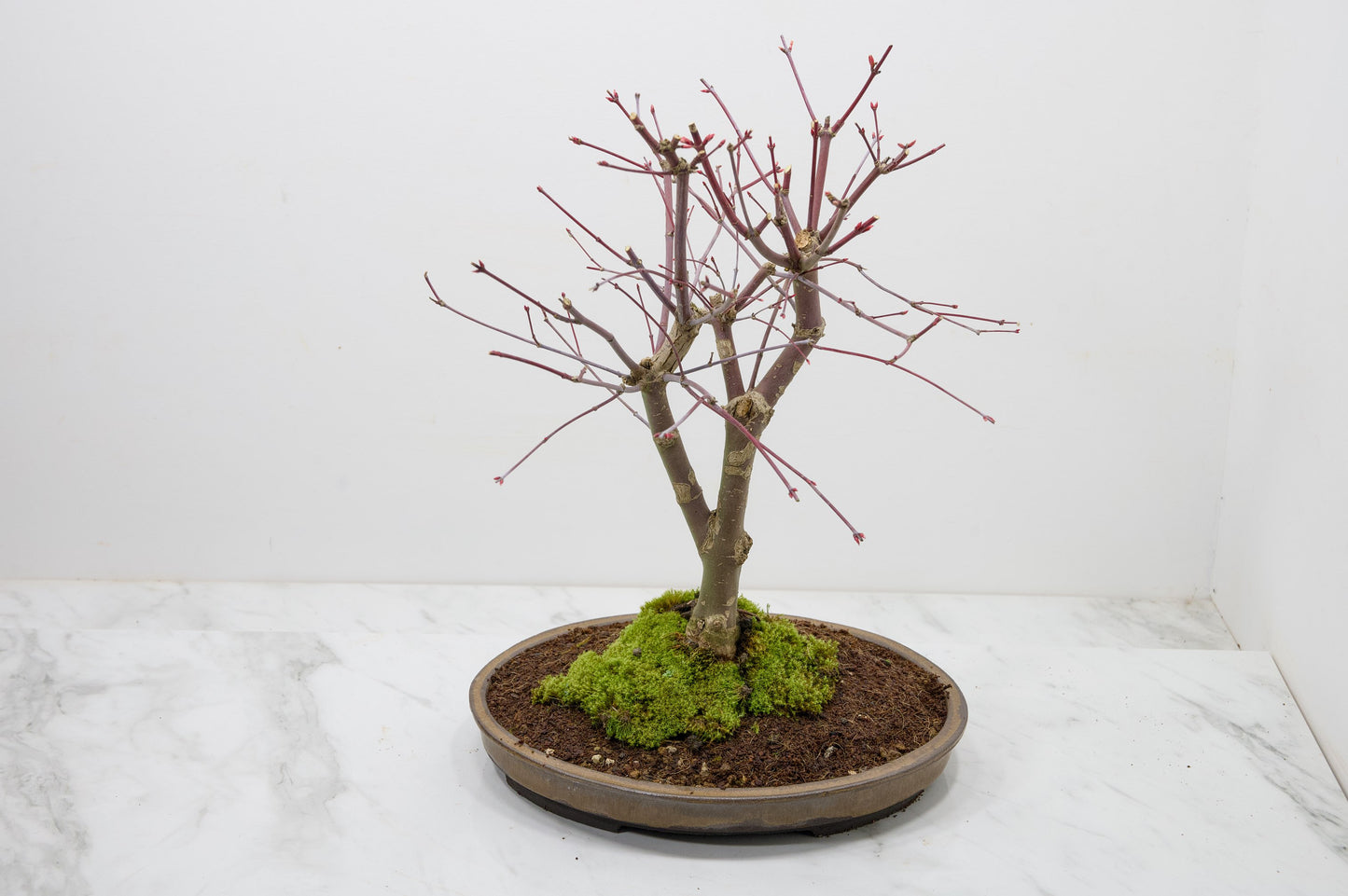 Deshojo Japanese Maple Bonsai+ Care Kit