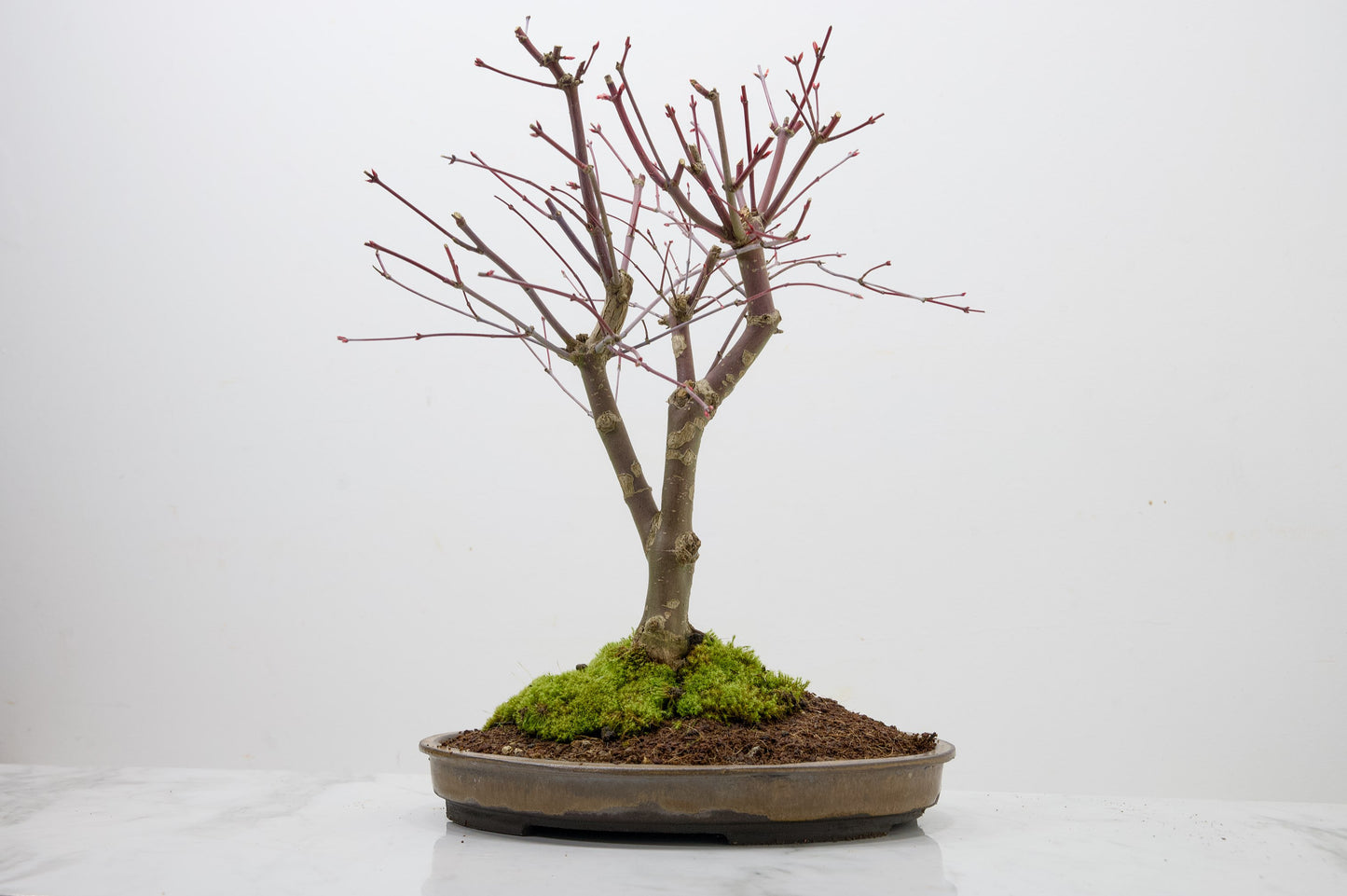 Deshojo Japanese Maple Bonsai+ Care Kit