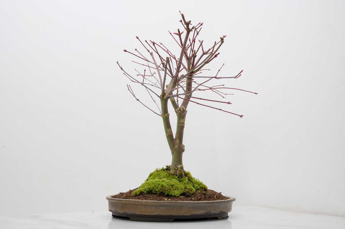 Deshojo Japanese Maple Bonsai+ Care Kit