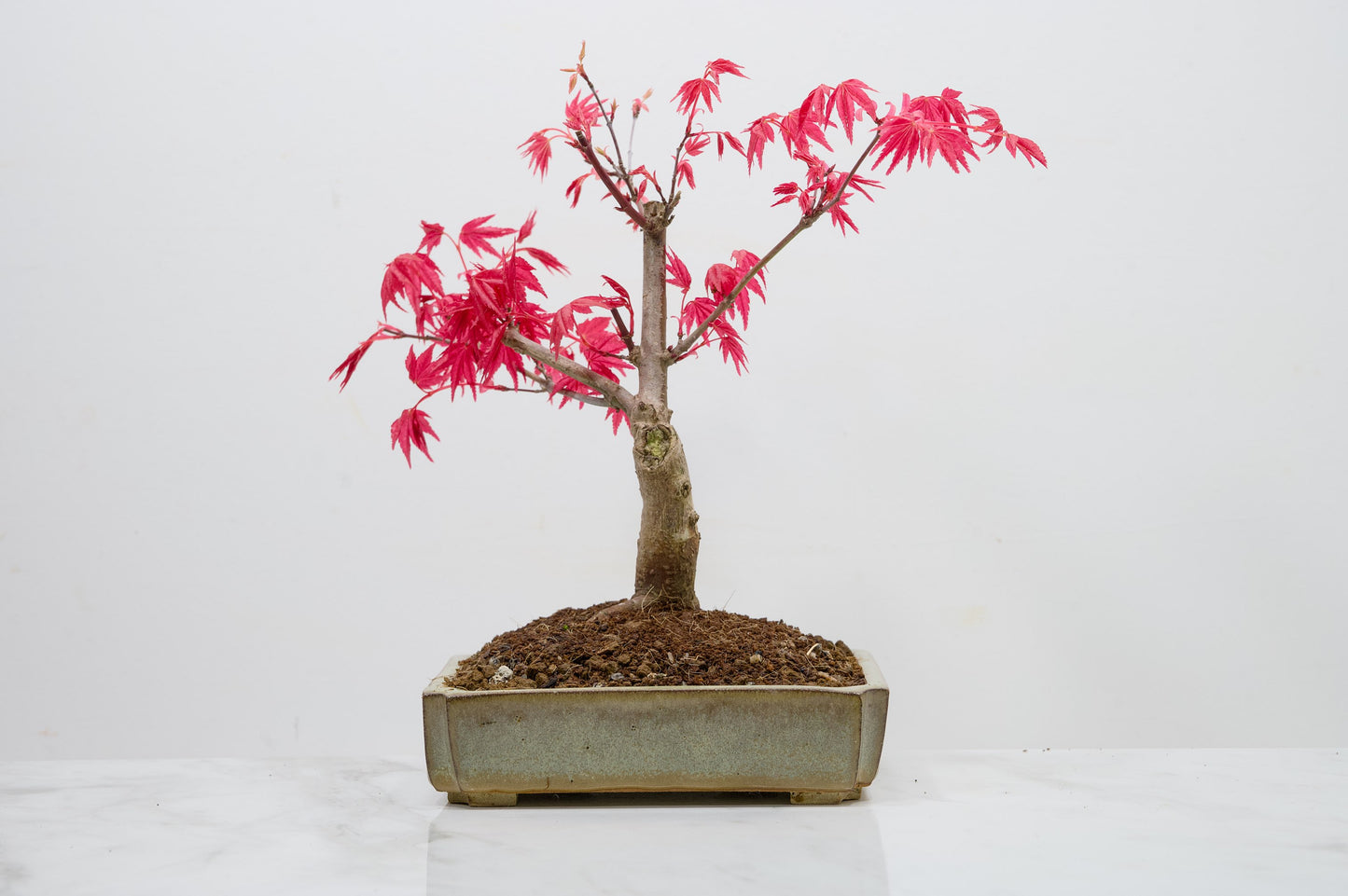 Deshojo Japanese Maple Bonsai + Care Kit