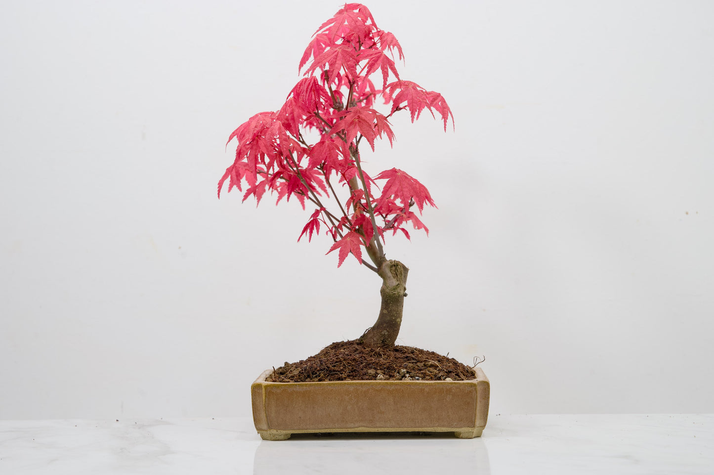 Deshojo Japanese Maple Bonsai + Care Kit