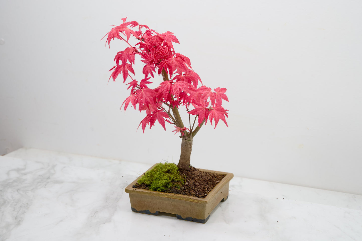 Deshojo Japanese Maple Bonsai + Care Kit