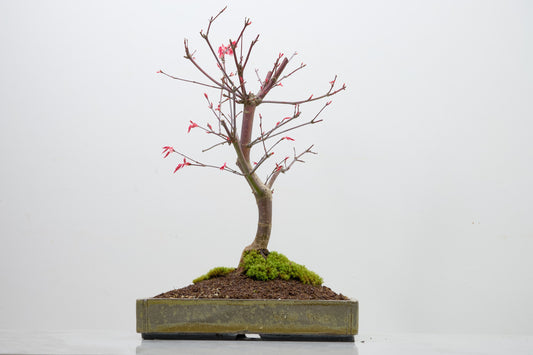 Deshojo Japanese Maple Bonsai+ Care Kit