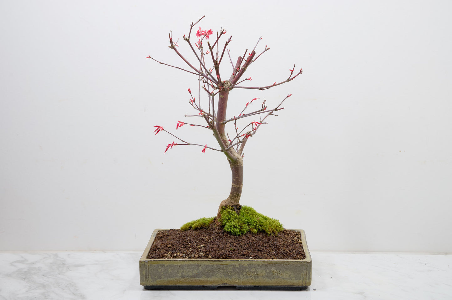 Deshojo Japanese Maple Bonsai+ Care Kit