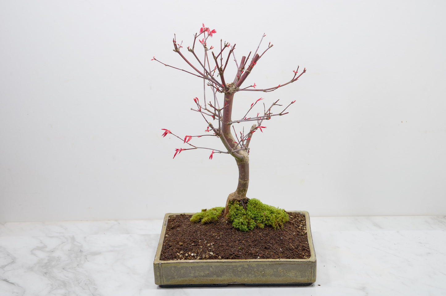 Deshojo Japanese Maple Bonsai+ Care Kit